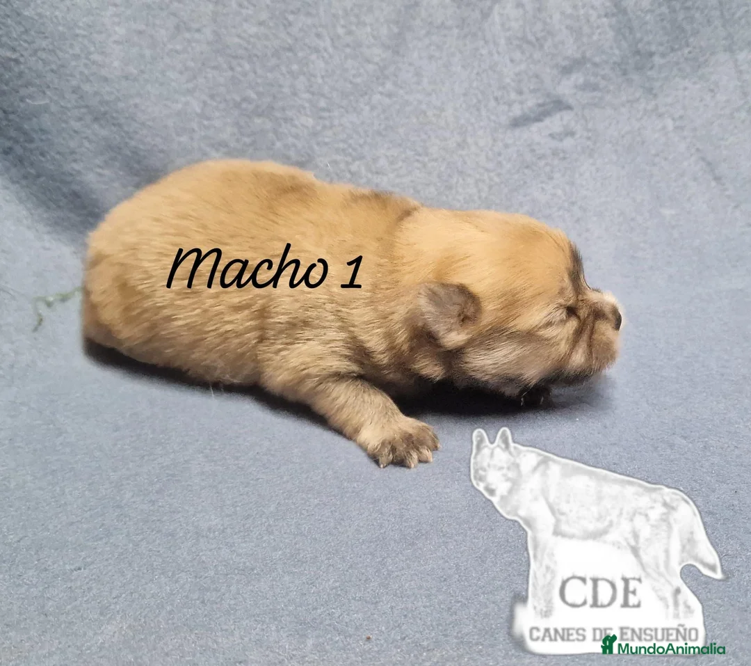 Pomerania perros en venta: Pomeranias sables y crema - Anuncio 2