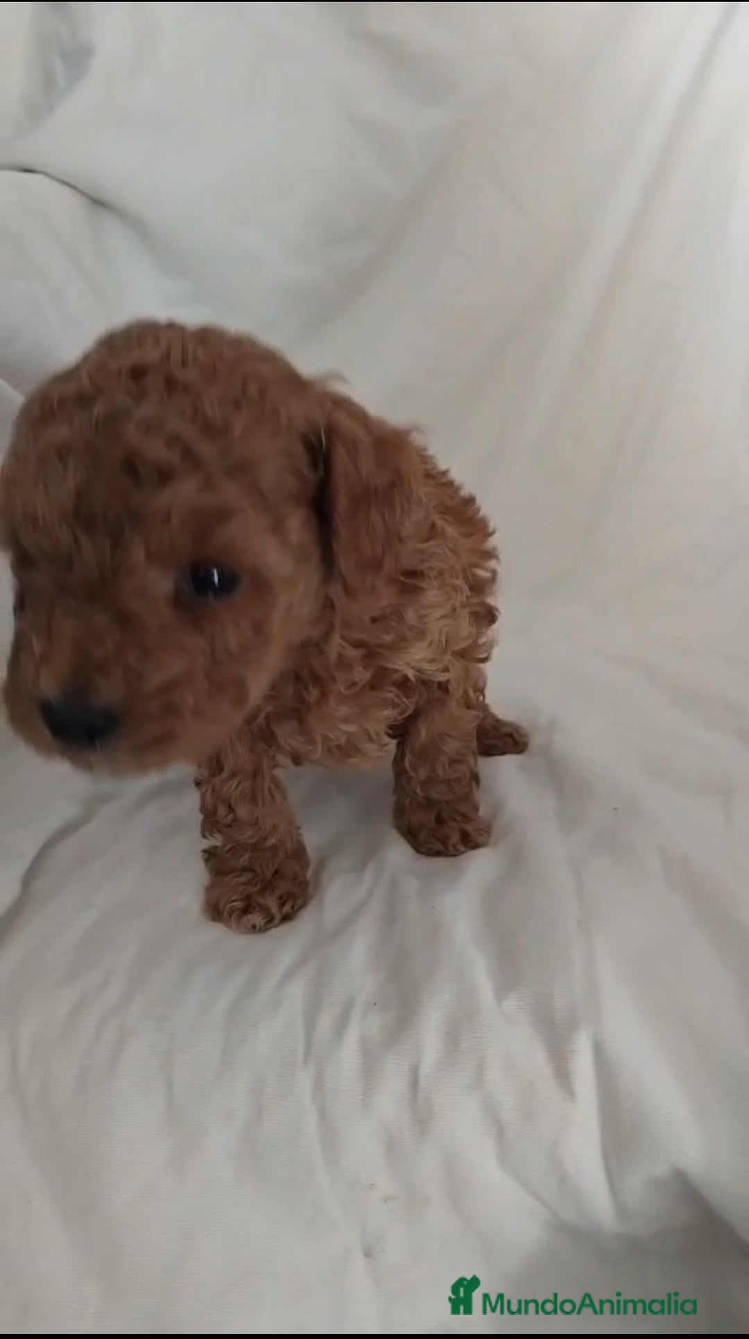 Caniche Toy perros en venta: Caniche toy en venta  - Anuncio 1