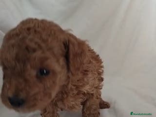Caniche Toy perros Caniche toy en venta - Anuncio 6