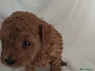 Caniche Toy perros Caniche toy en venta - Anuncio 3