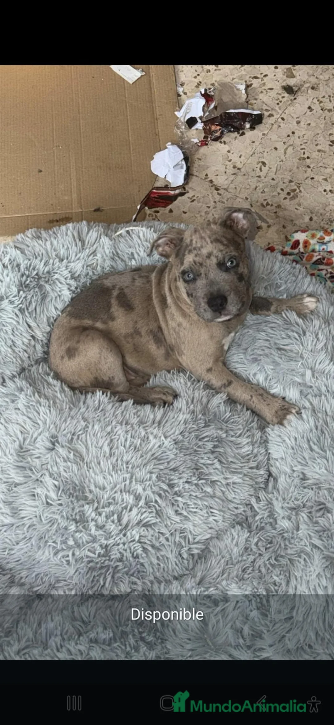 American Bully perros en venta: American bully  - Anuncio 2