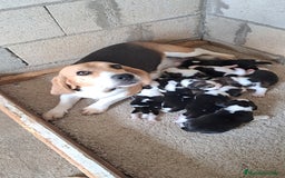 Beagle perros en venta: Bebes Beagles  - Imagen 2