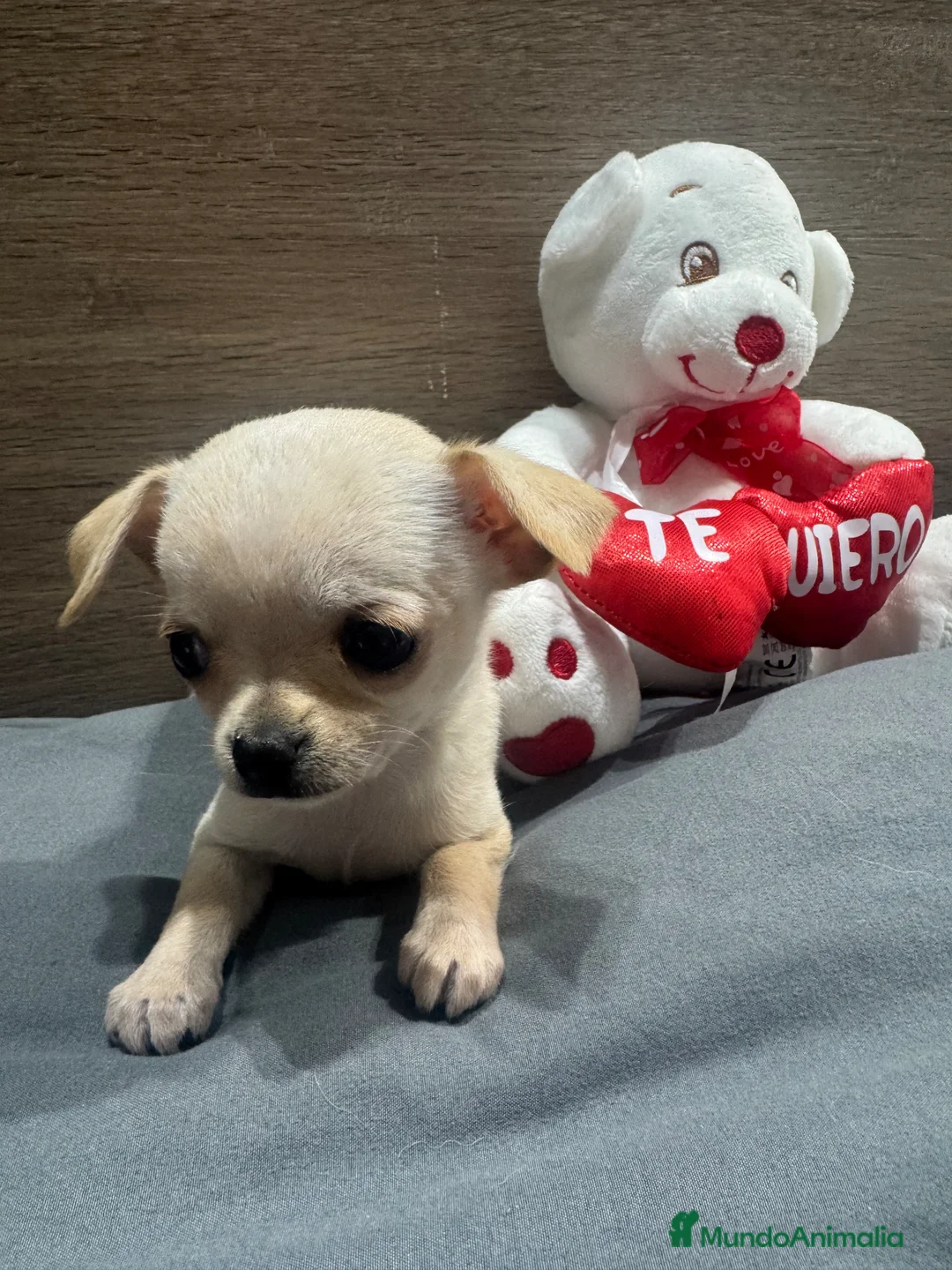 Chihuahua perros en venta: Chihuahua miniaturas - Anuncio 1