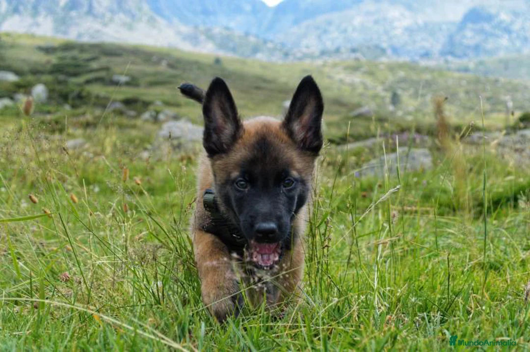 Imagen de galería {{count}}