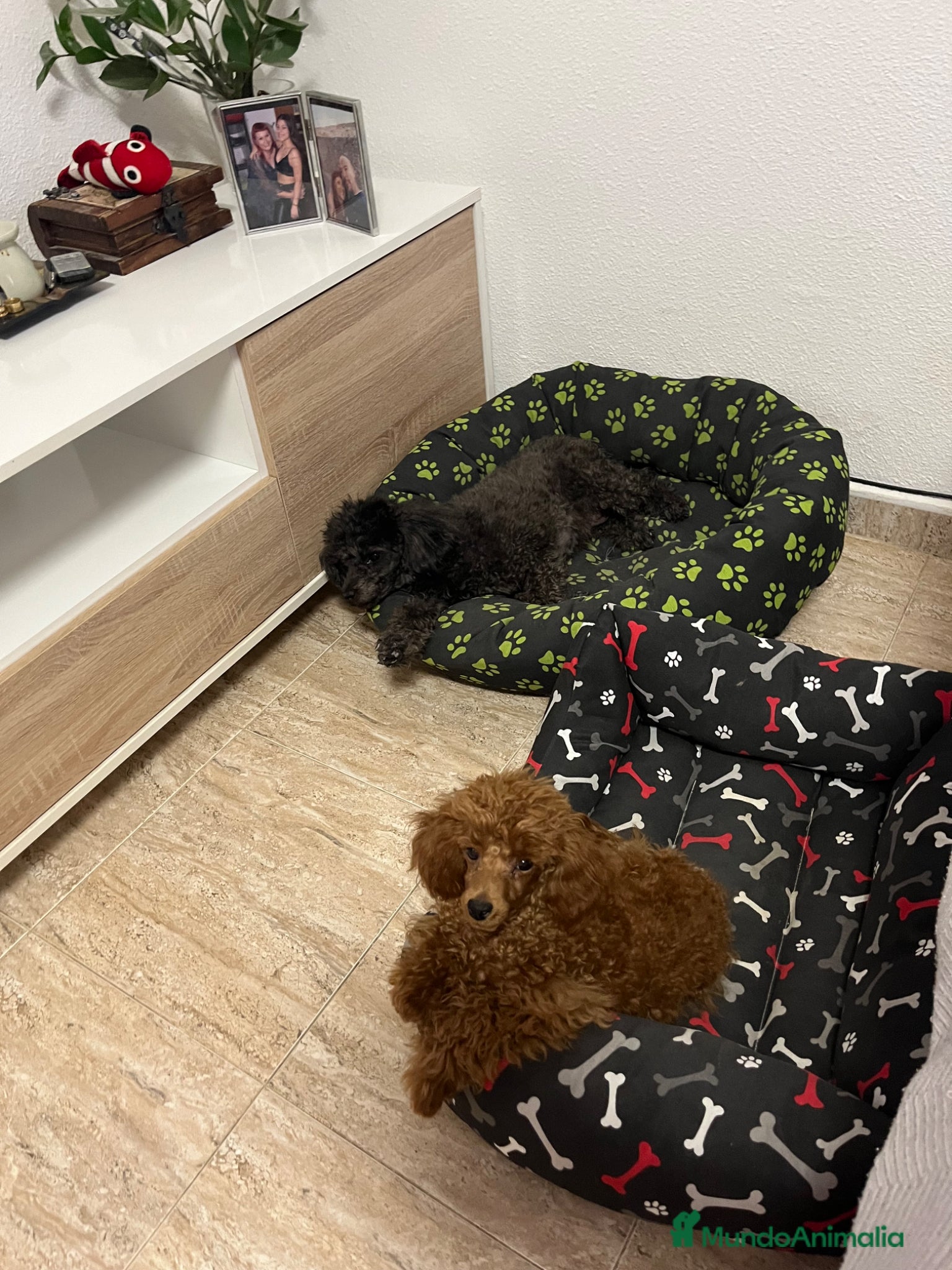 Caniche Toy perros Caniche toy - Anuncio 2