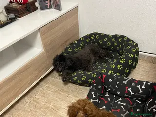 Caniche Toy perros Caniche toy - Anuncio 2