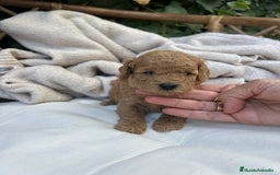 Caniche Toy perros en venta: caniche  - Imagen 3