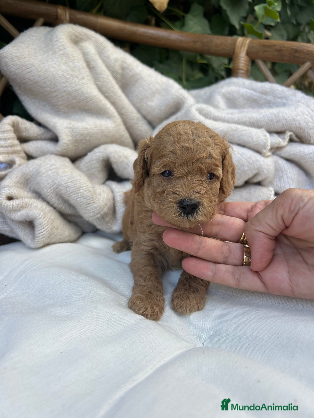 Caniche Toy perros en venta: caniche  - Imagen 3