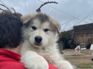 Alaskan Malamute perros CACHORRO ALASKAN MALAMUTE - Anuncio 1
