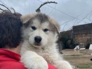 Alaskan Malamute perros CACHORRO ALASKAN MALAMUTE - Anuncio 2