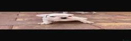 Boxer perros en venta: CACHORRO BOXER BLANCO - Anuncio 4