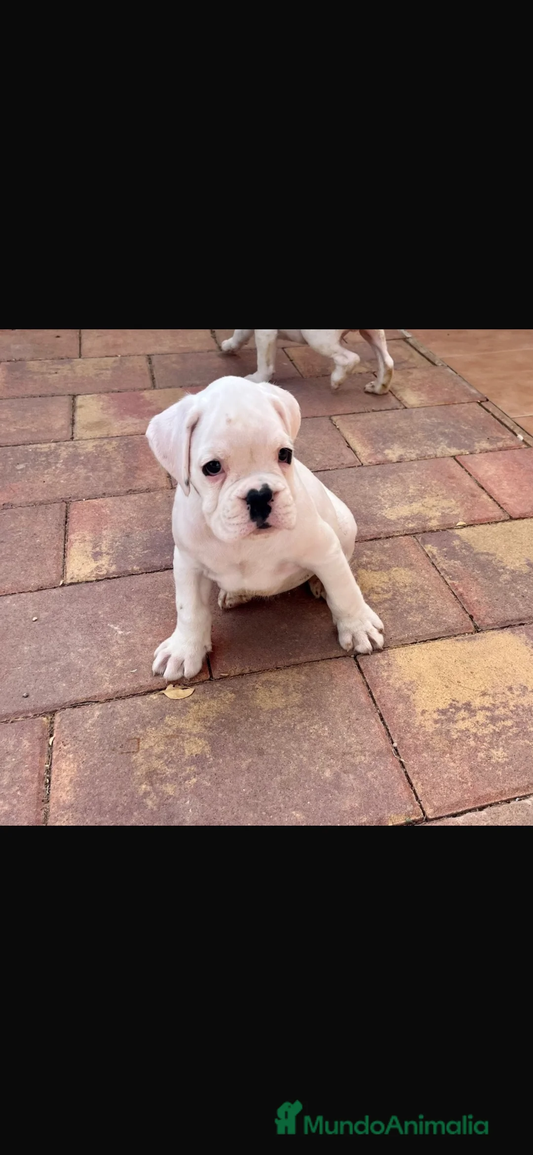 Boxer perros en venta: CACHORRO BOXER BLANCO - Anuncio 4