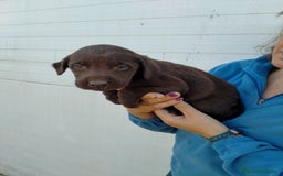 Labrador Retriever perros en venta: Cachorritos de labrador - Anuncio 3