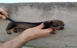 Teckel perros en venta: Teckel pelo duro  - Imagen 3