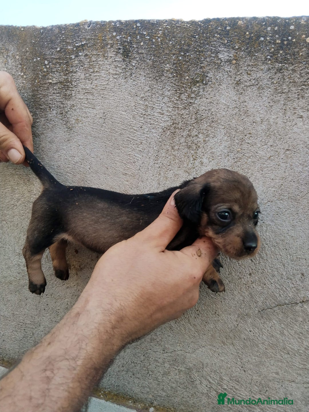 Teckel perros en venta: Teckel pelo duro  - Imagen 3