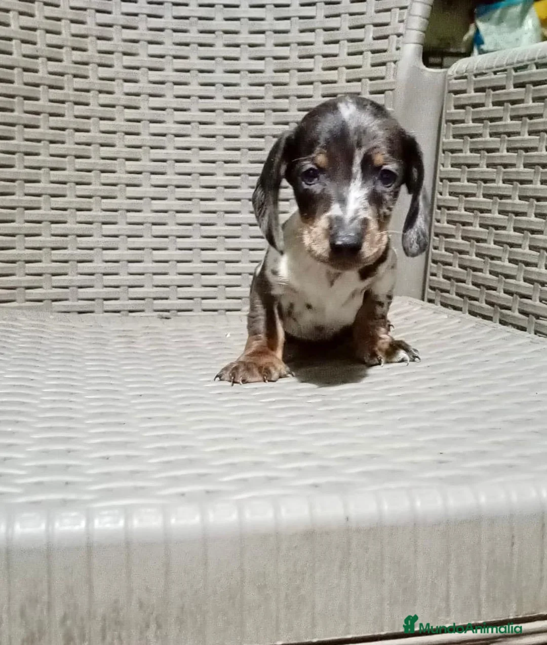 Teckel Miniatura perros en venta: Teckel mini - Anuncio 4