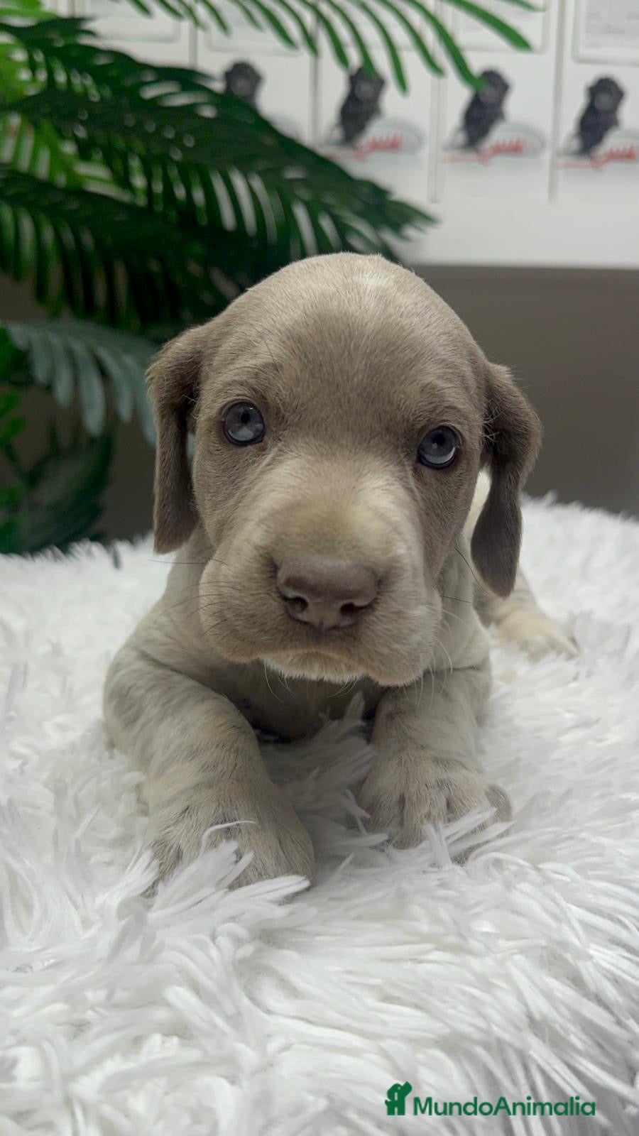 Braco Alemán de Pelo Corto perros en venta: BRACO ALEMAN - Anuncio 22