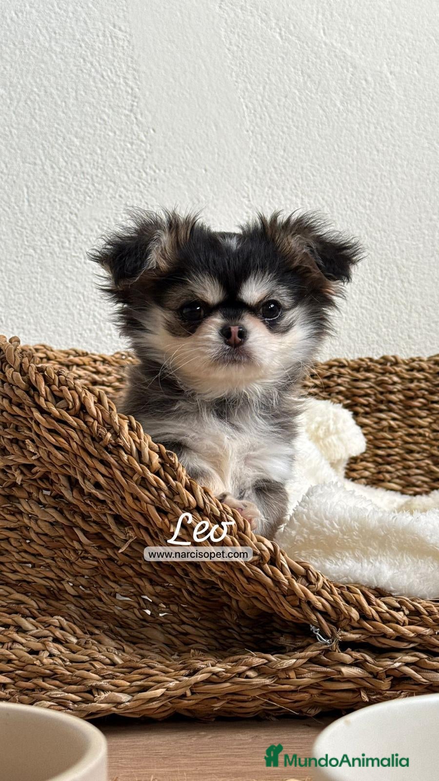 Chihuahua perros TU CHIHUAHUA PELO LARGO - Anuncio 1