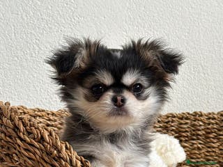 Chihuahua perros TU CHIHUAHUA PELO LARGO - Anuncio 3