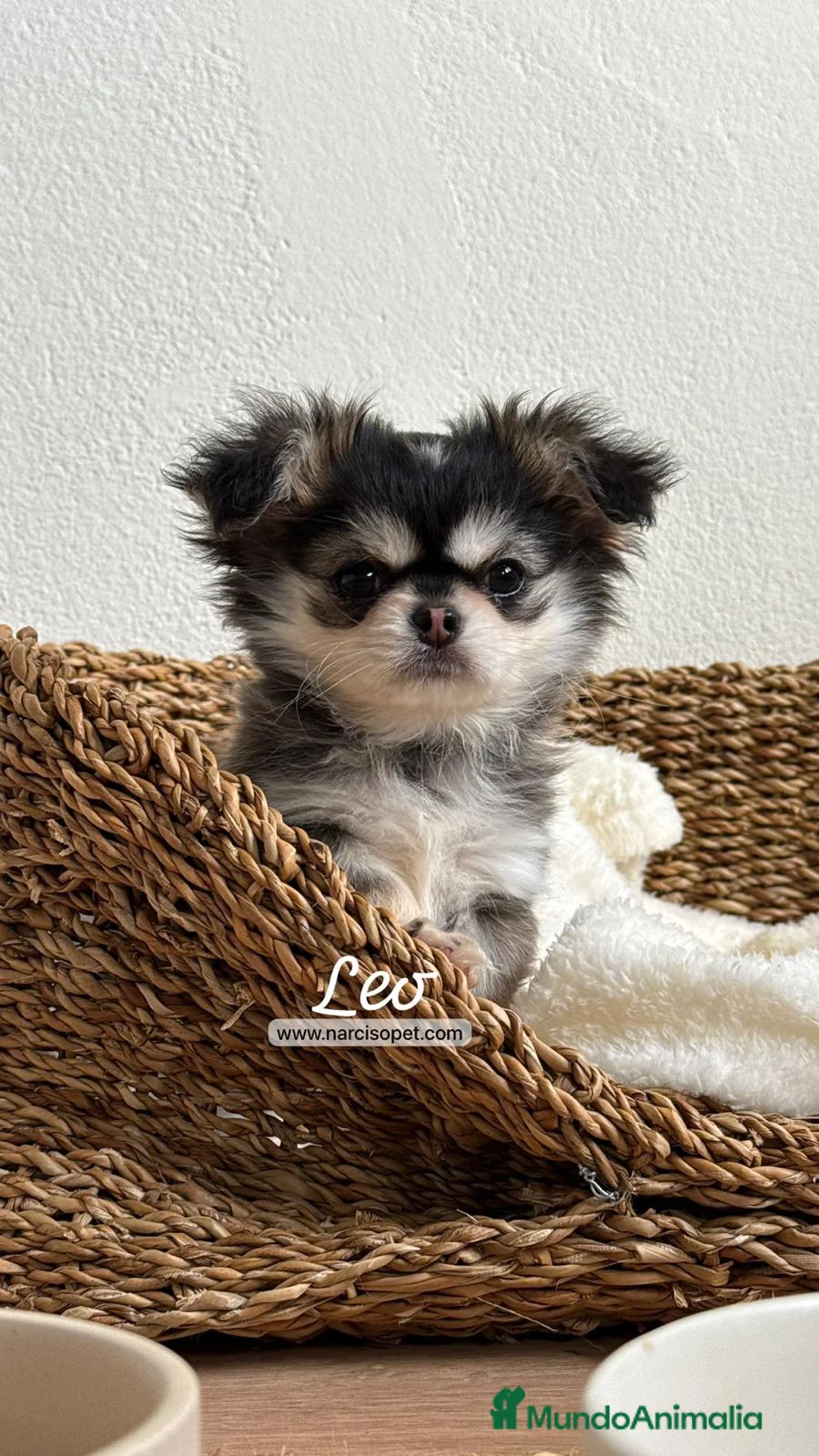 Chihuahua perros en venta: TU CHIHUAHUA PELO LARGO - Anuncio 1