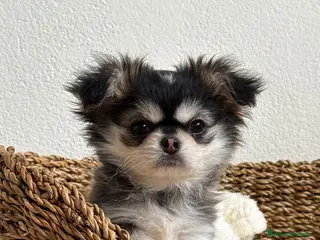 Chihuahua perros TU CHIHUAHUA PELO LARGO - Anuncio 20