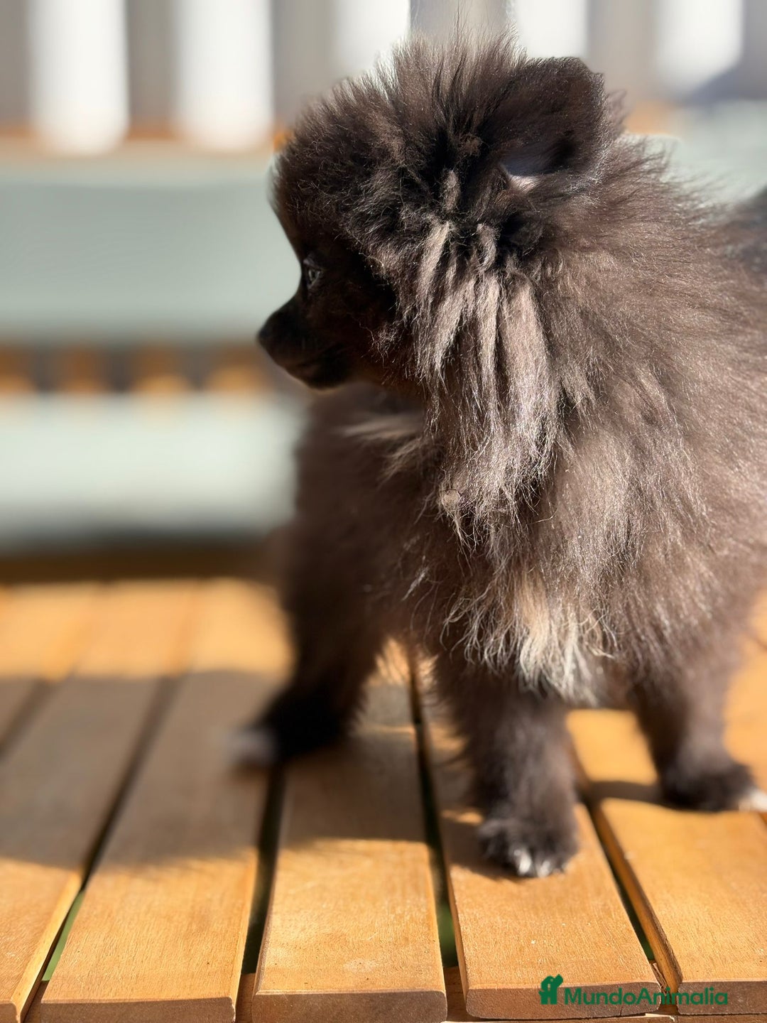 Pomerania perros en venta: LULU POMERANIA MICRO TOY - Imagen 8