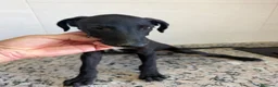 Galgo Español perros en venta: GALGOS ESPAÑOLES - Anuncio 12