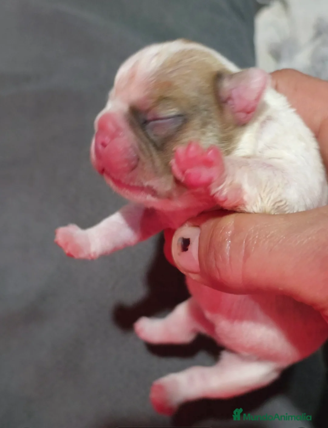 Bulldog Francés perros en venta: Bulldog francés morfología top - Anuncio 3