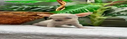 Chihuahua perros en venta:  CAMADA DE CHIHUAHUA – BLANCOS Y CANELA  - Anuncio 14