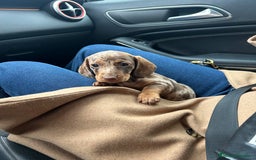 Teckel Miniatura perros en venta: teckel arlequin chocolate - Imagen 3