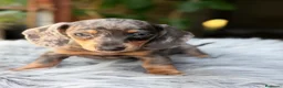 Teckel Miniatura perros en venta: Teckel Arlequin mini  - Anuncio 3