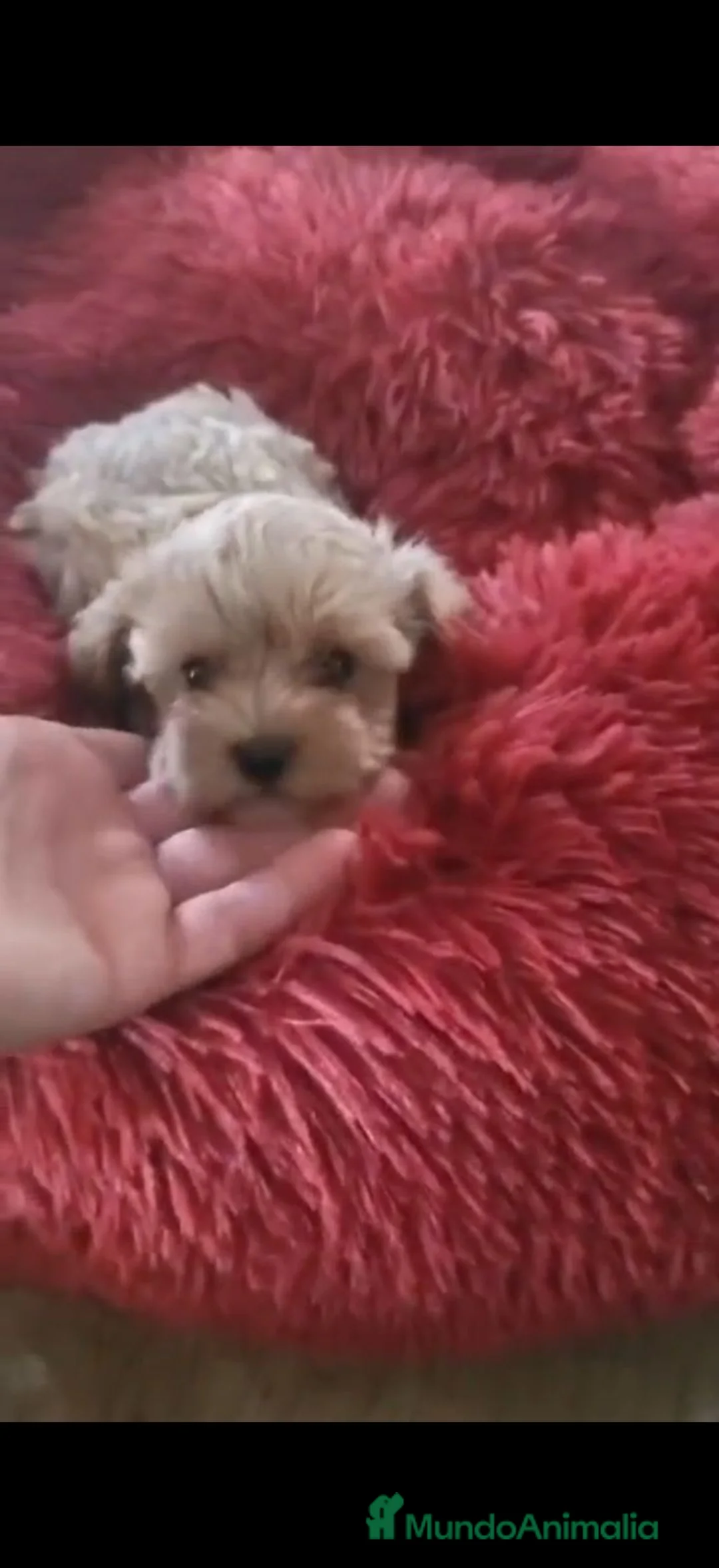 Maltipoo perros en venta: Maltipoo - Anuncio 8