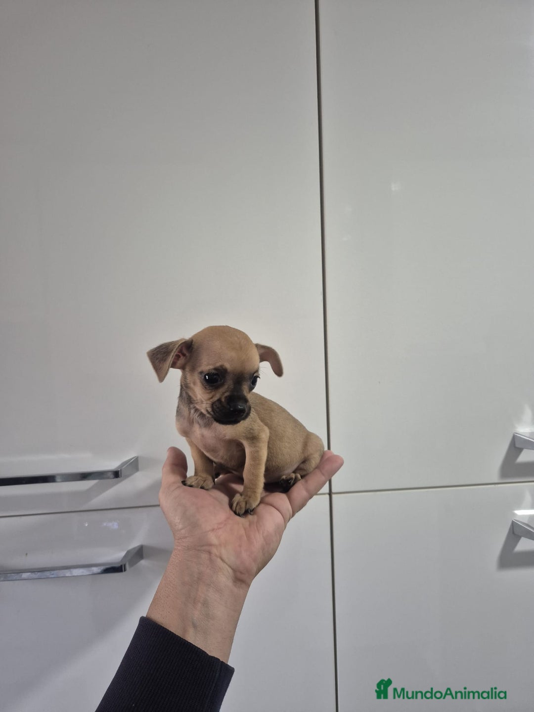 Chihuahua perros en venta: Chihuahua macho y hembra - Anuncio 2