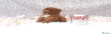 Caniche Toy 5