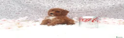 Caniche Toy perros en venta: PRECIOSOS CANICHE  ROJO LINEA TOY  - Anuncio 10