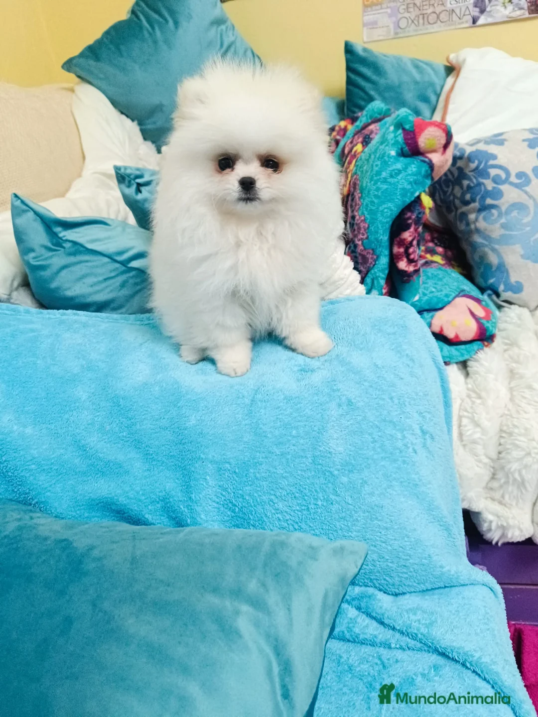 Pomerania perros en venta: Pomeranias  - Anuncio 2