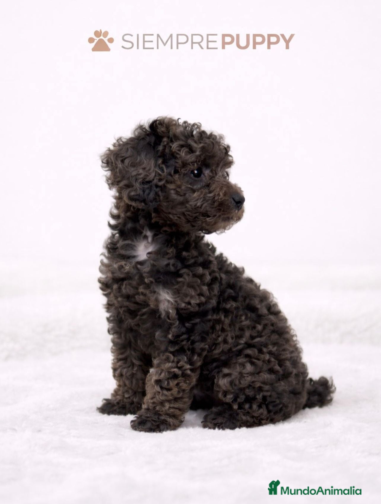 Caniche Toy perros CANICHE TOY MERLÉ - Anuncio 8