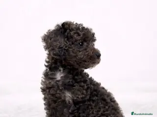 Caniche Toy perros CANICHE TOY MERLÉ - Anuncio 8