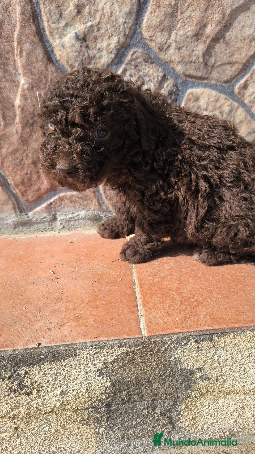 Perro de Agua Español perros en venta: Perros de agua listos para entregar! - Anuncio 2