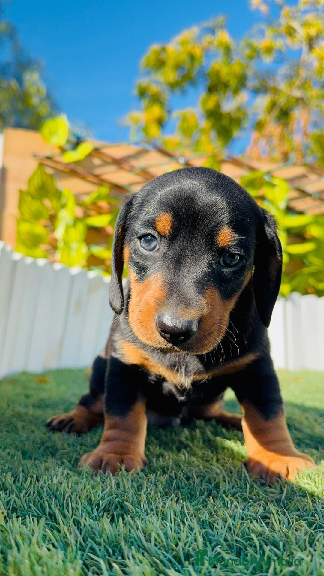 Teckel Miniatura perros en venta: TECKEL MINIATURA - Anuncio 13