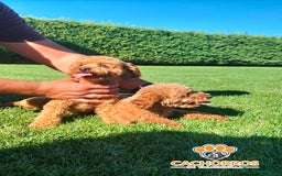 Caniche Toy perros en venta: Caniche rojo - Imagen 3