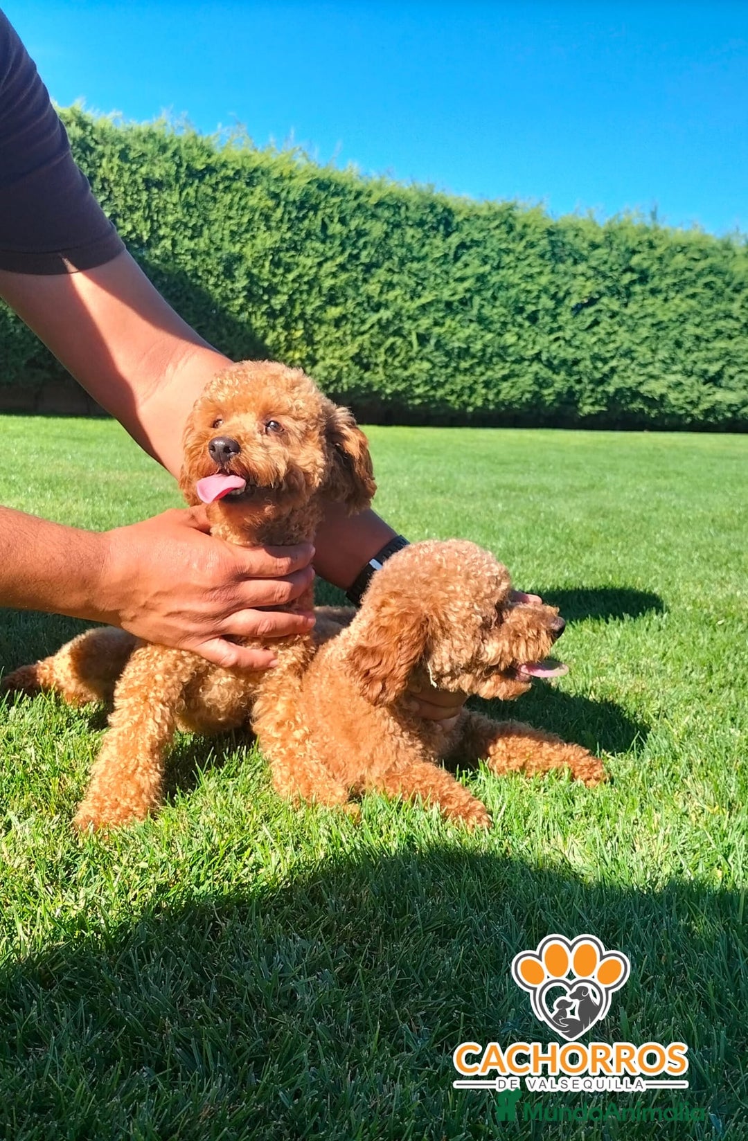 Caniche Toy perros en venta: Caniche rojo - Imagen 3