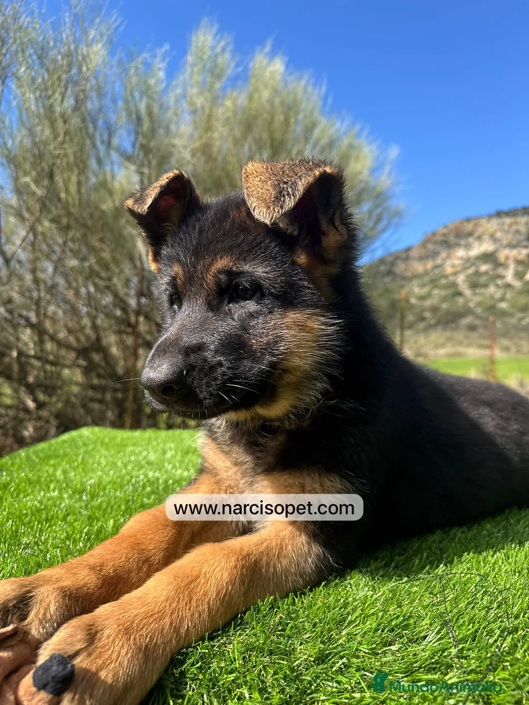 Pastor Alemán perros en venta: PASTOR ALEMAN HEMBRA - Anuncio 4