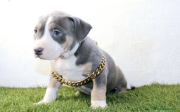 American Pit Bull Terrier perros en venta: American pitbull terrier ( pitbull diamante unico) - Imagen 11