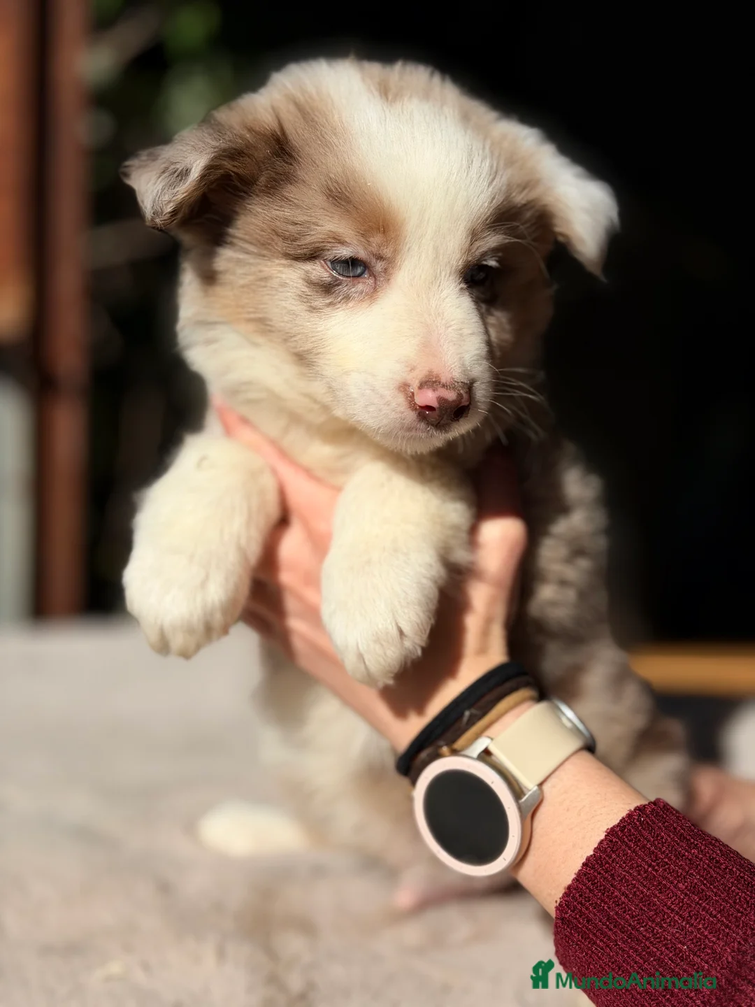 Border Collie perros en venta: Border collie red Merle - Anuncio 2