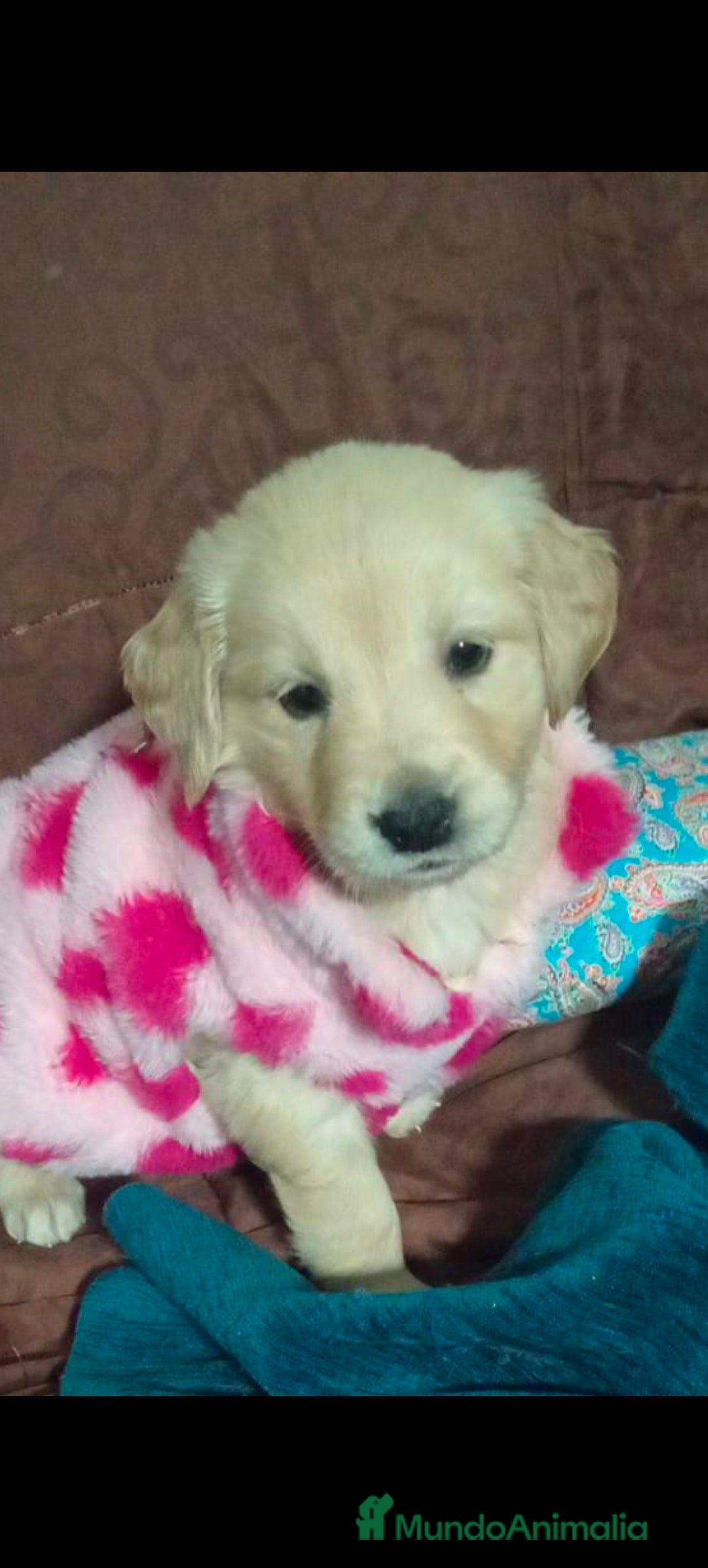 Golden Retriever perros Golden Retriever  - Anuncio 6