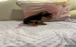 Yorkshire Terrier perros en venta: Yorkshire toy - Imagen 9