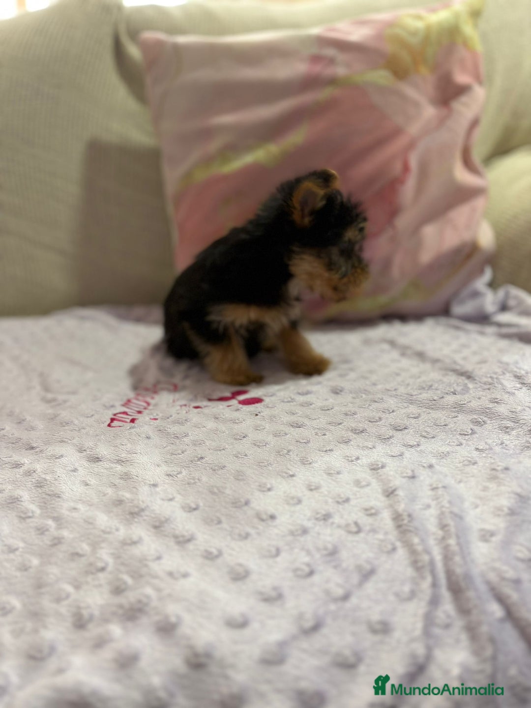 Yorkshire Terrier perros en venta: Yorkshire toy - Imagen 9