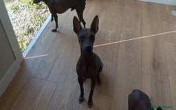 Xoloitzcuintle - Perro Sin Pelo Mexicano perros en venta: Xolo mexicano  - Imagen 2