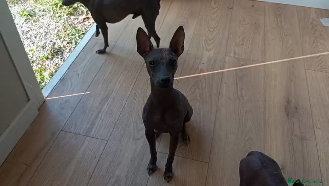 Xoloitzcuintle - Perro Sin Pelo Mexicano perros en venta: Xolo mexicano  - Imagen 2